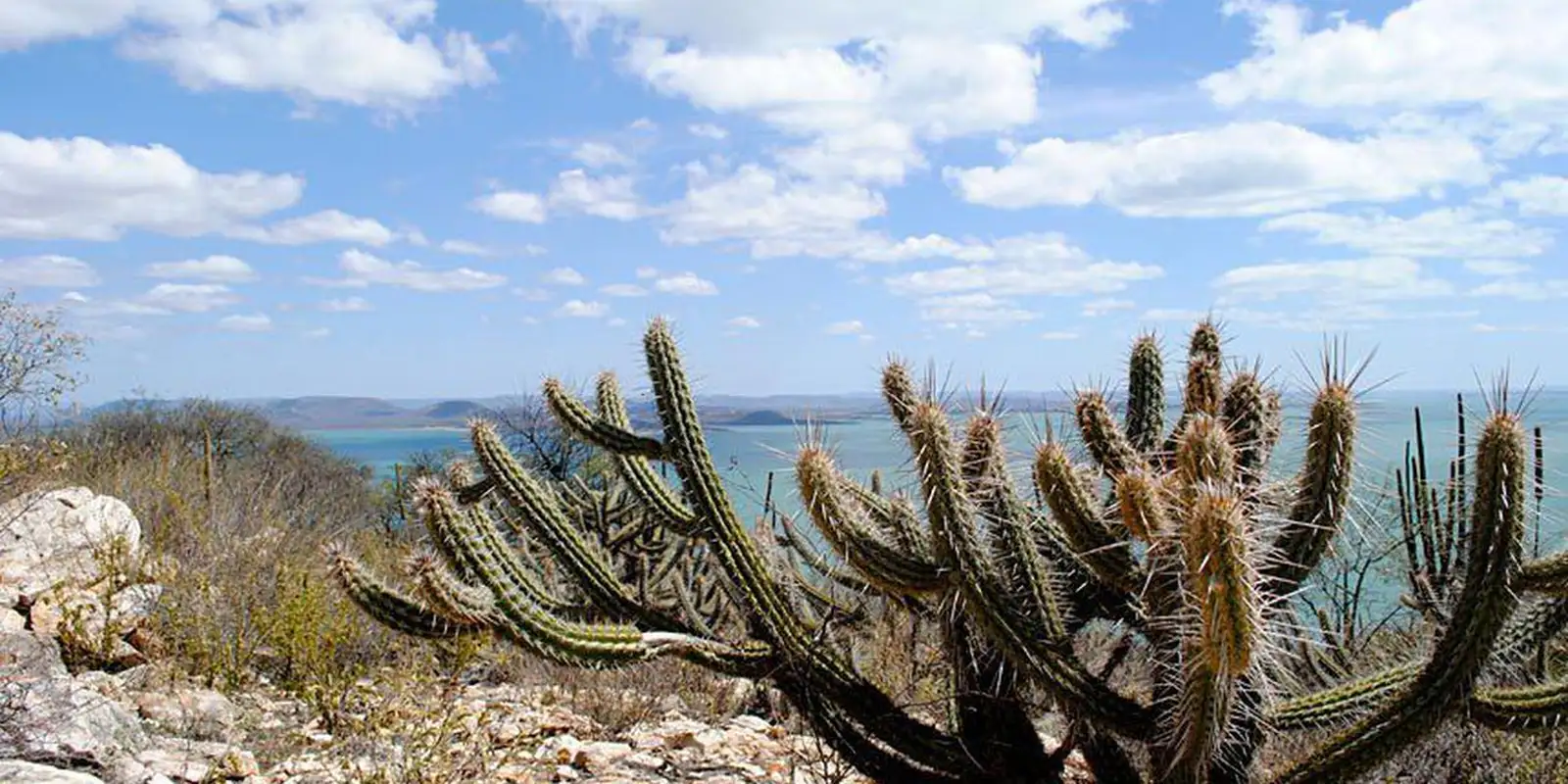 rio-grande-do-norte-cria-nova-unidade-de-conservacao-da-caatinga