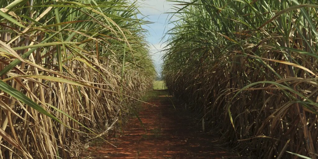 safra-de-cana-de-acucar-deve-crescer-4,7%-em-relacao-ao-ano-de-2025