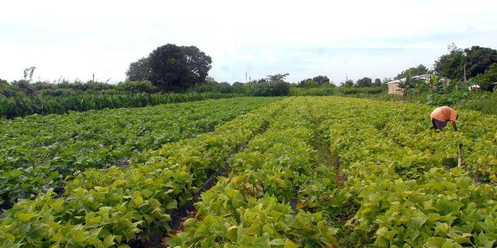 seguranca-alimentar-e-povos-indigenas-tem-r$-64,3-milhoes-em-credito