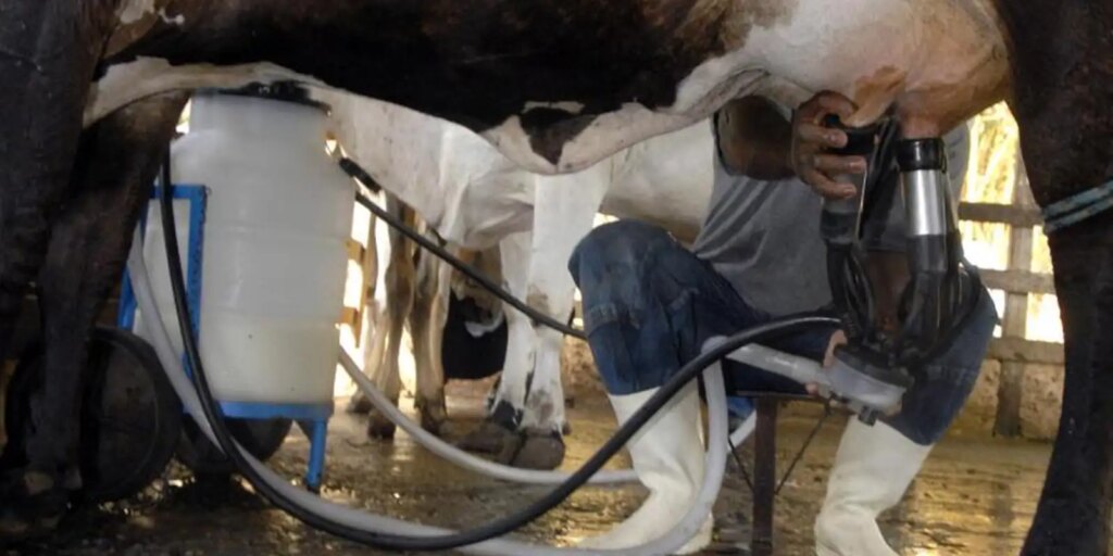 producao-de-leite-bate-recorde-mesmo-com-reducao-de-vacas-ordenhadas