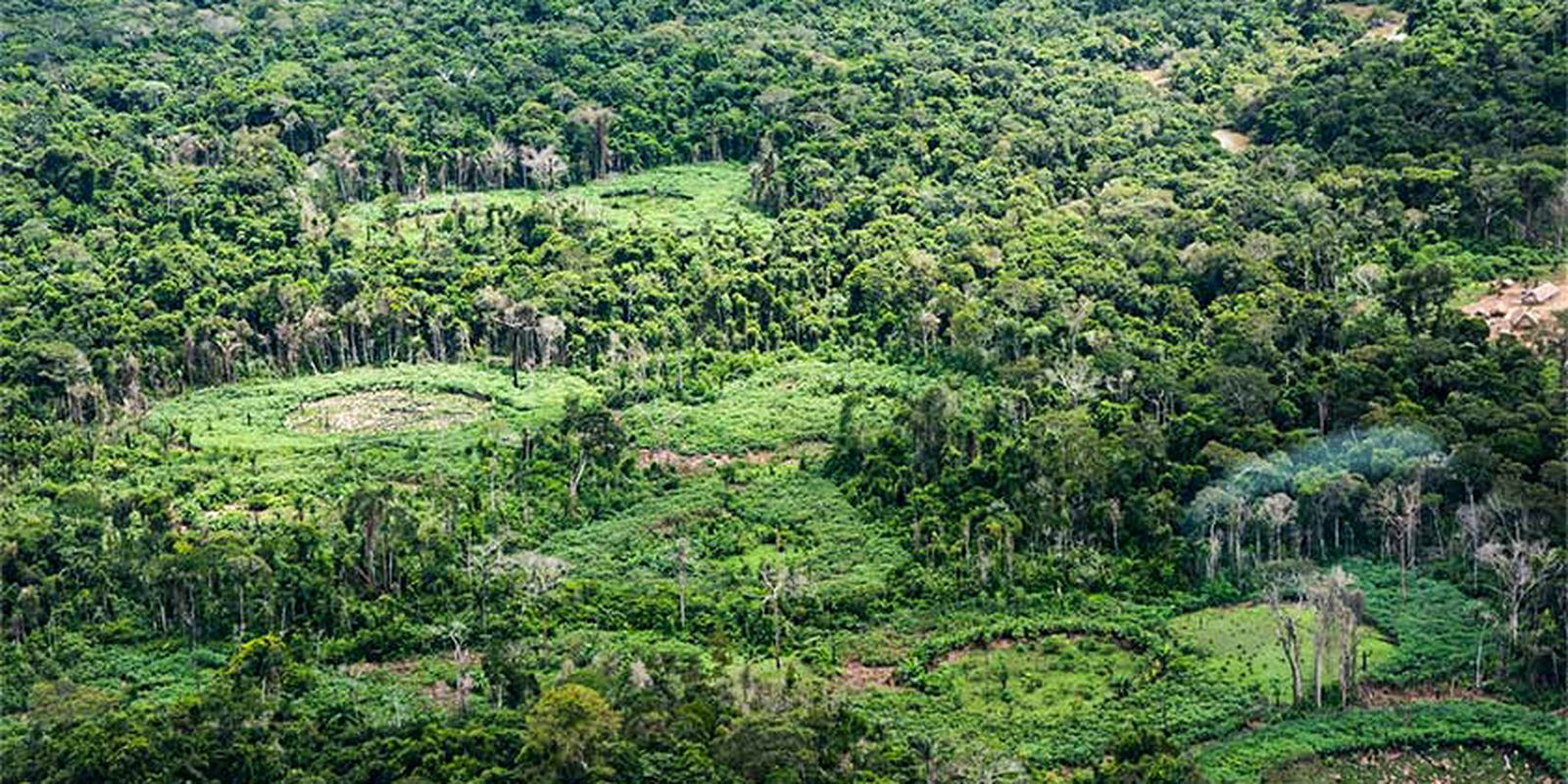 holanda-anuncia-investimento-de-us$-500-milhoes-em-fundo-de-florestas